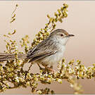 Prinia gracile