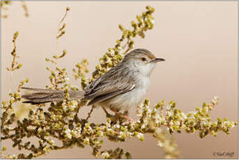 Prinia gracile