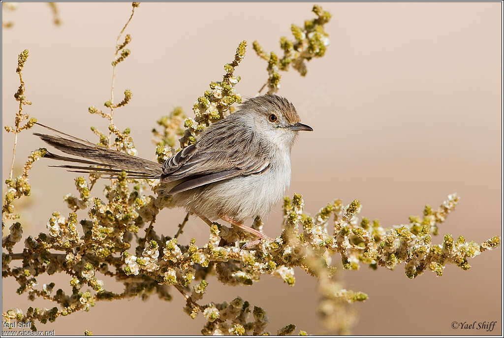 Prinia gracileadulte, identification