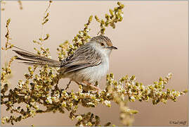 Graceful Prinia