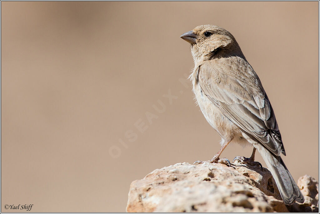 Sinai Rosefinch female