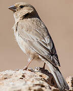 Sinai Rosefinch