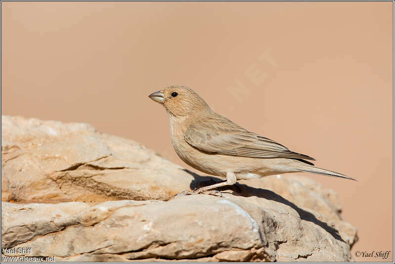 Sinai Rosefinch female adult, identification