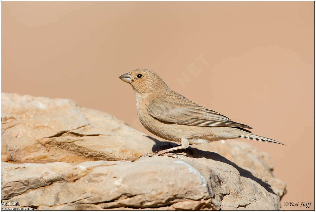 Roselin du Sinaï femelle adulte, identification