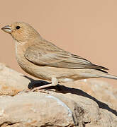 Sinai Rosefinch