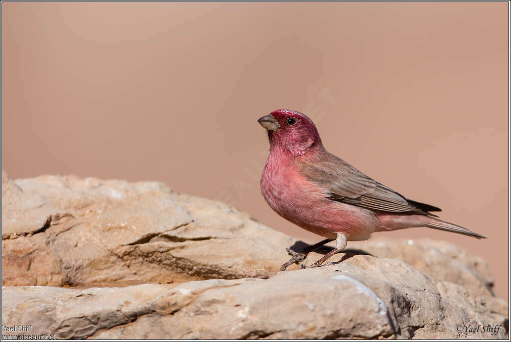 Roselin du Sinaï mâle adulte, identification