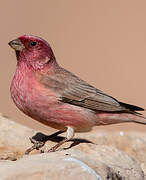 Sinai Rosefinch