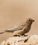 Sinai Rosefinch