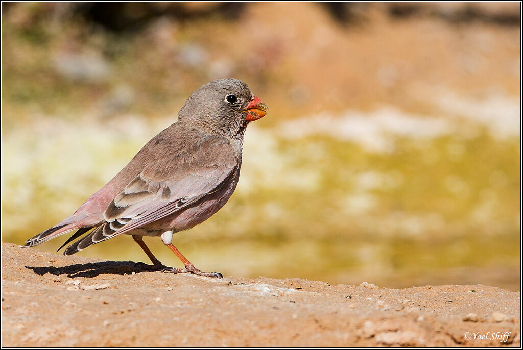 Trumpeter Finch male adult