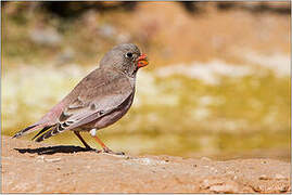 Trumpeter Finch