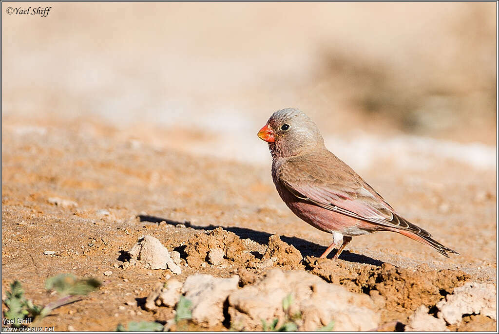 Trumpeter Finch male adult, pigmentation