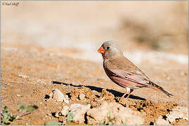 Trumpeter Finch