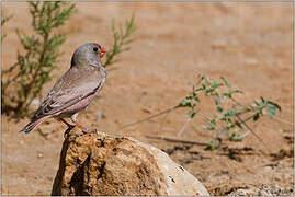 Trumpeter Finch