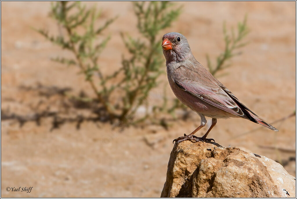 Trumpeter Finch