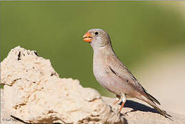 Trumpeter Finch