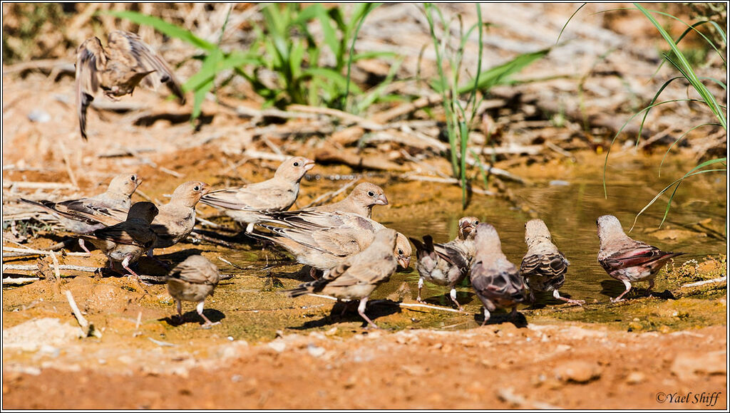 Trumpeter Finch