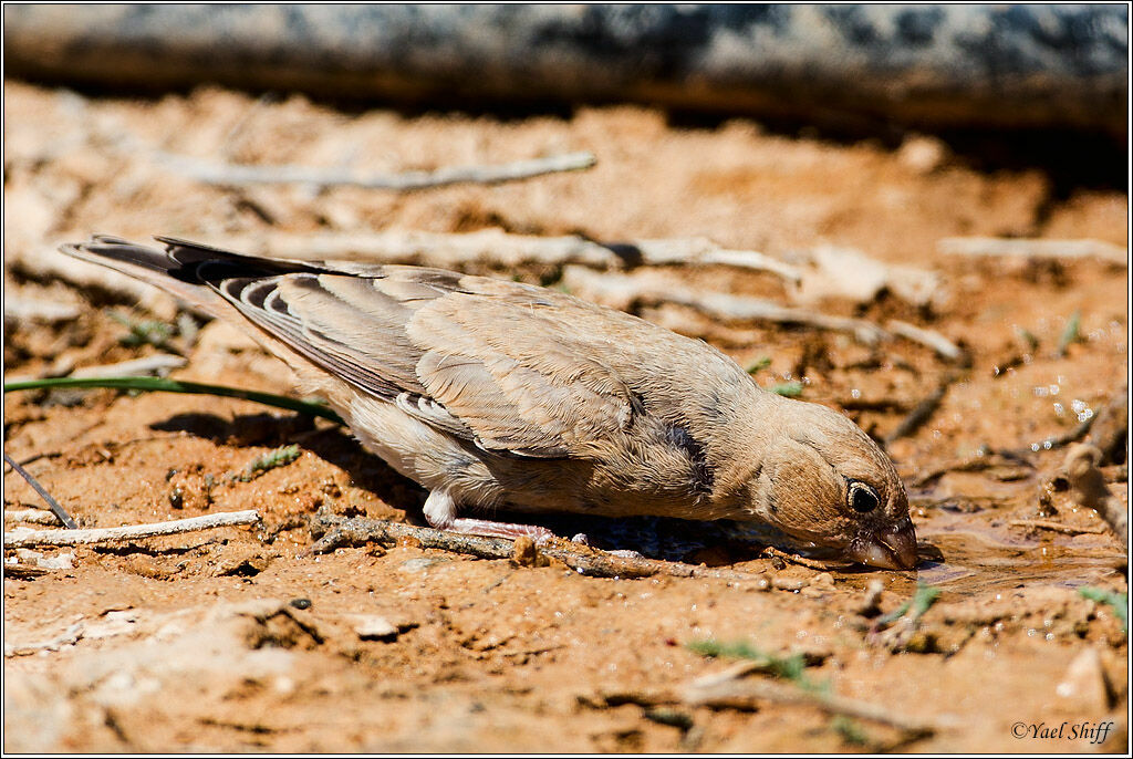 Trumpeter Finch