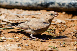 Trumpeter Finch