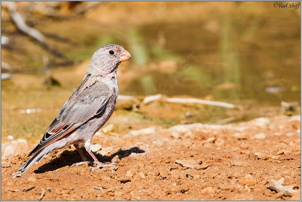 Trumpeter Finch