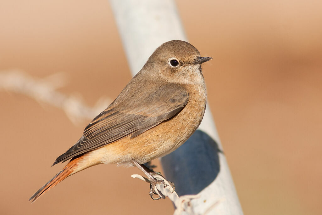 Common Redstart female