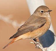 Common Redstart