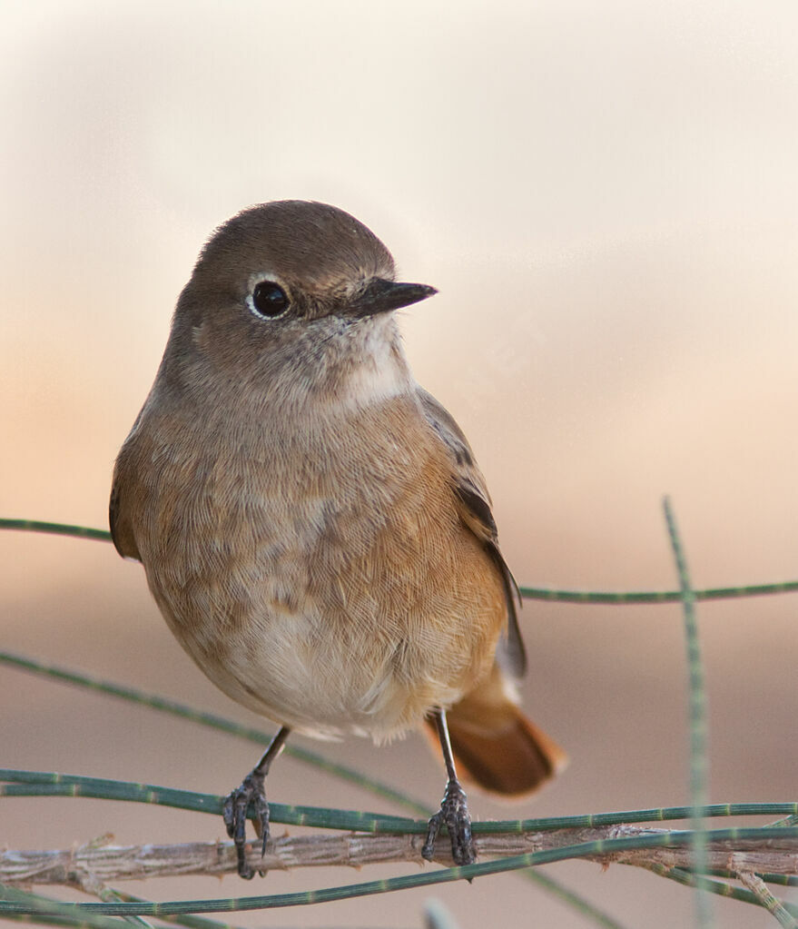 Common Redstart female, identification