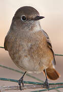 Common Redstart