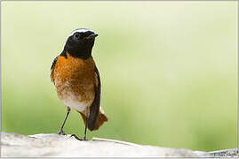 Common Redstart