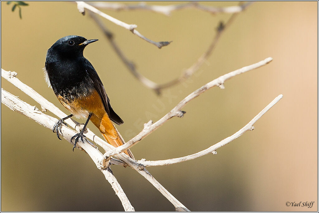 Black Redstart