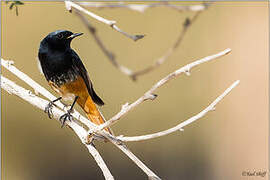 Black Redstart