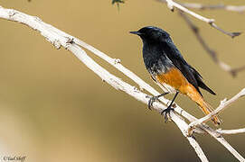 Black Redstart