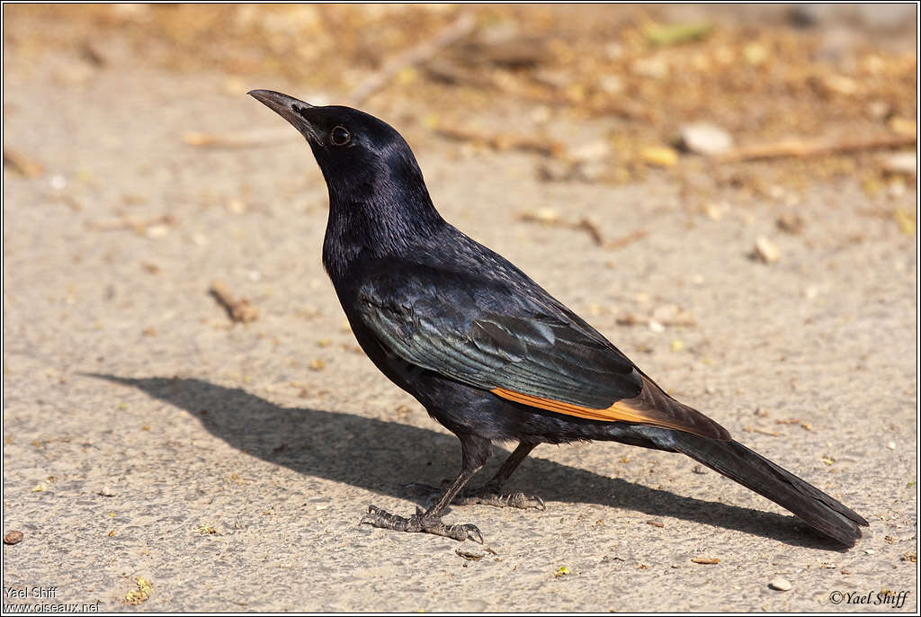 Tristram's Starlingadult, identification