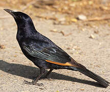 Tristram's Starling