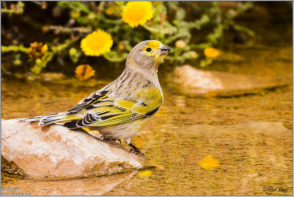 Serin syriaque mâle adulte, habitat, composition, pigmentation, boit