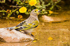 Syrian Serin