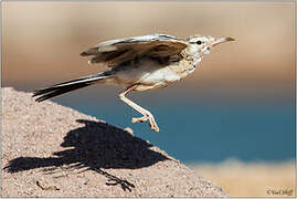 Greater Hoopoe-Lark