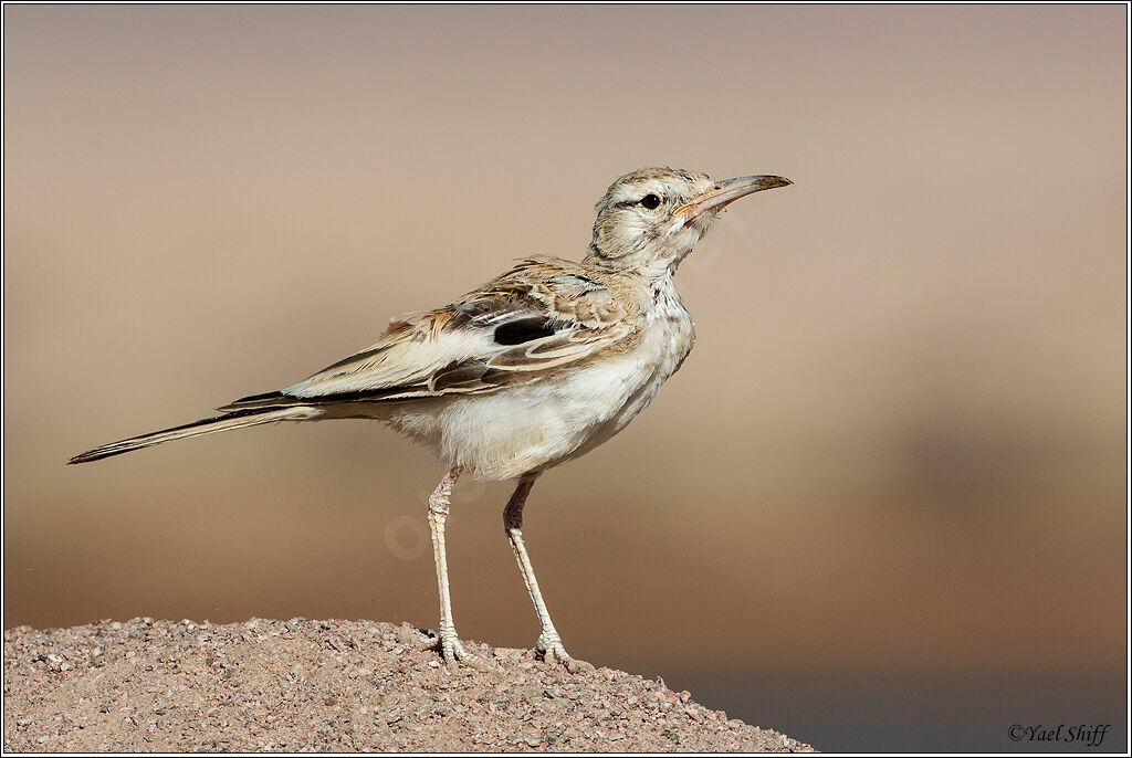 Greater Hoopoe-Lark female juvenile