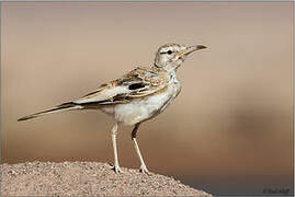 Greater Hoopoe-Lark