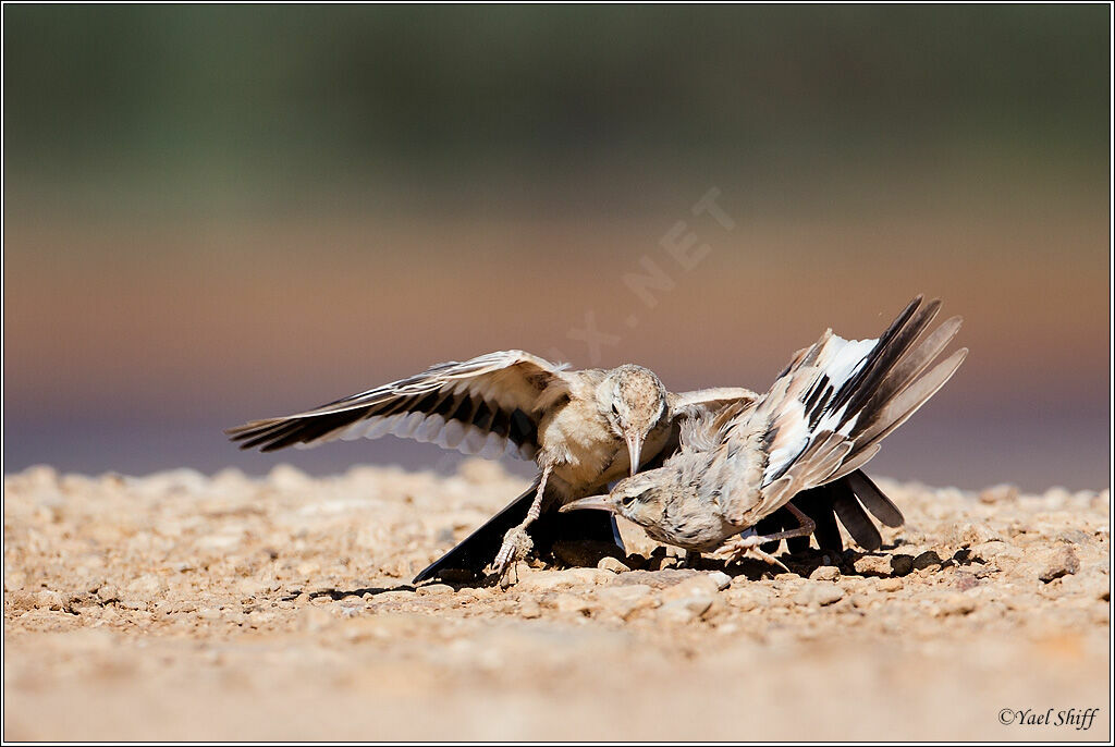 Greater Hoopoe-Lark, Behaviour