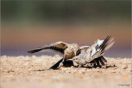 Greater Hoopoe-Lark