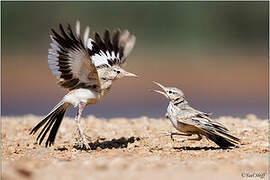 Greater Hoopoe-Lark