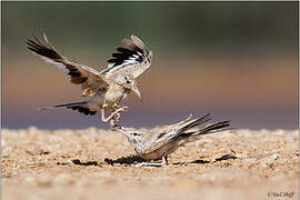 Greater Hoopoe-Lark