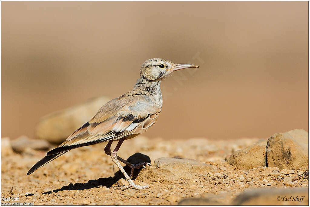 Sirli du désertadulte, identification