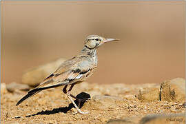 Greater Hoopoe-Lark