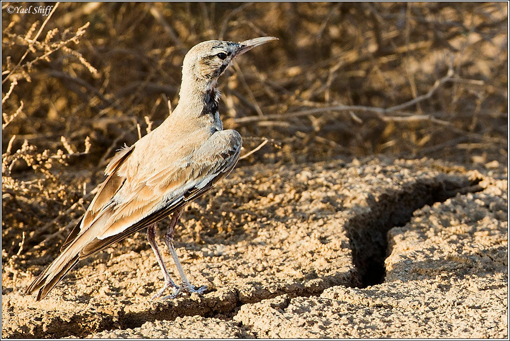 Greater Hoopoe-Lark