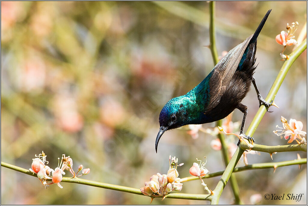 Palestine Sunbird male