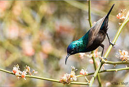 Palestine Sunbird