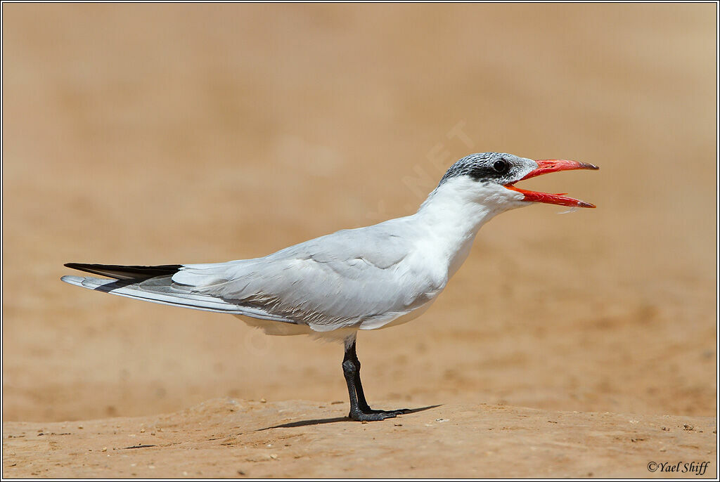 Caspian Tern