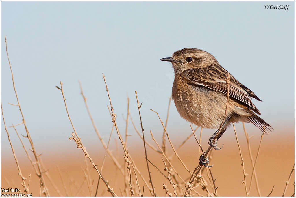 European Stonechat female adult, identification