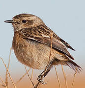 European Stonechat